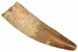 Fossil Spinosaurus Tooth - Real Dinosaur Tooth #373959-1